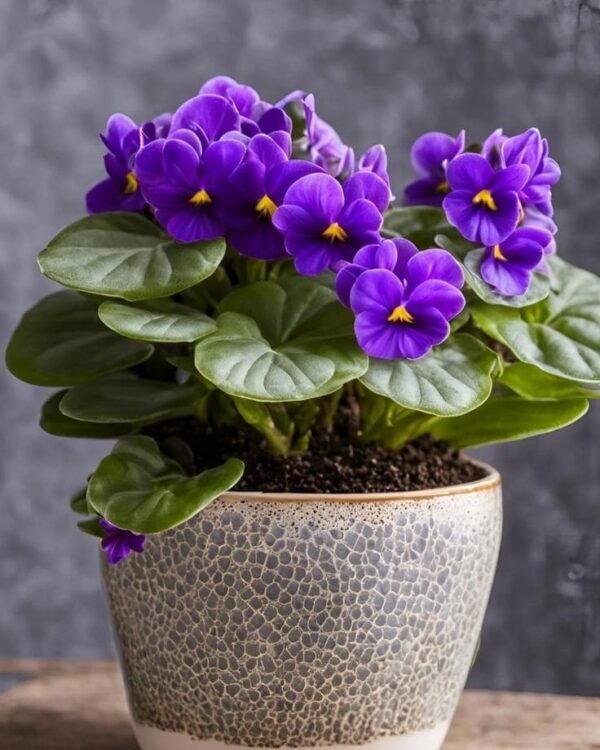 African Violet