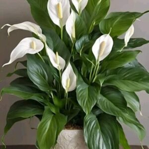 Peace Lily (Spathiphyllum)