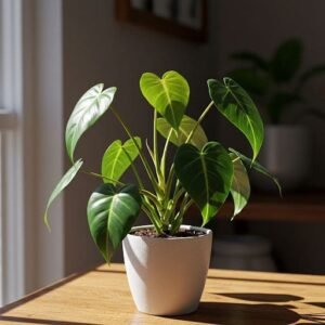 Sweetheart Plant