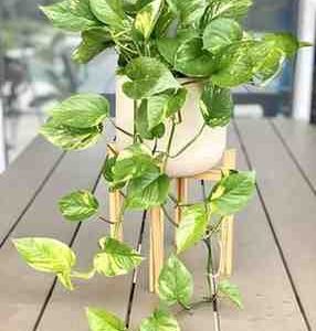 Variegated Pothos