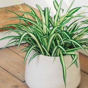 Spider Plant (Chlorophytum comosum 'Variegatum')
