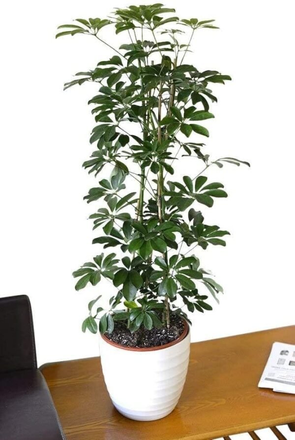 Dwarf Umbrella Plant - Image 2