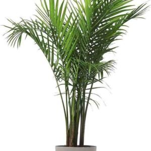 Areca Palm (Dypsis lutescens)