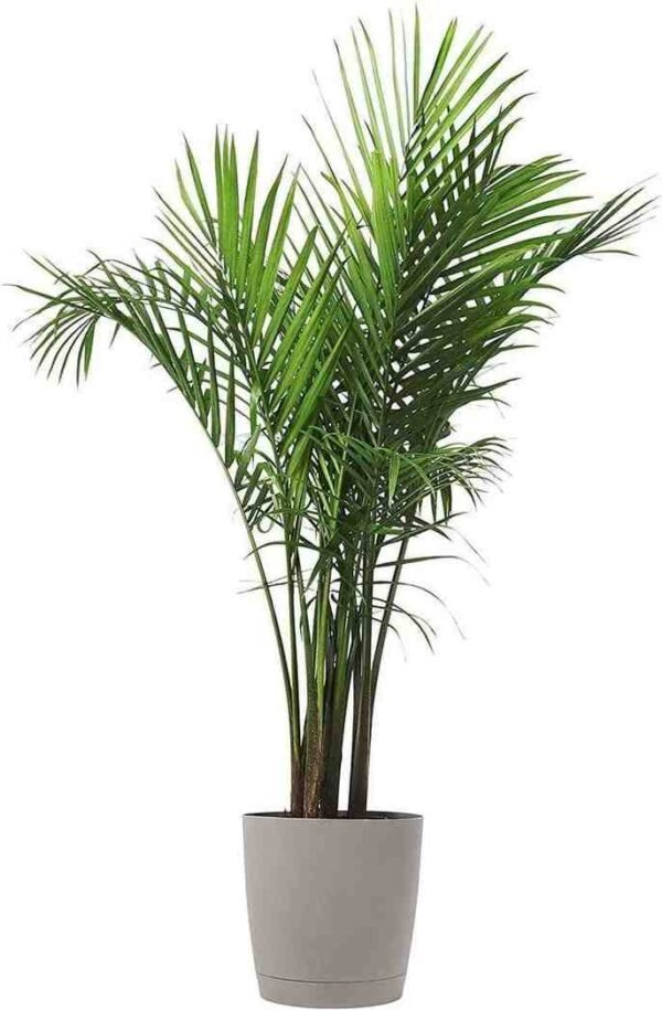 Areca Palm (Dypsis lutescens)