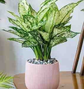 Chinese Evergreen Plant