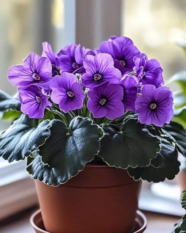 African Violet - Image 2