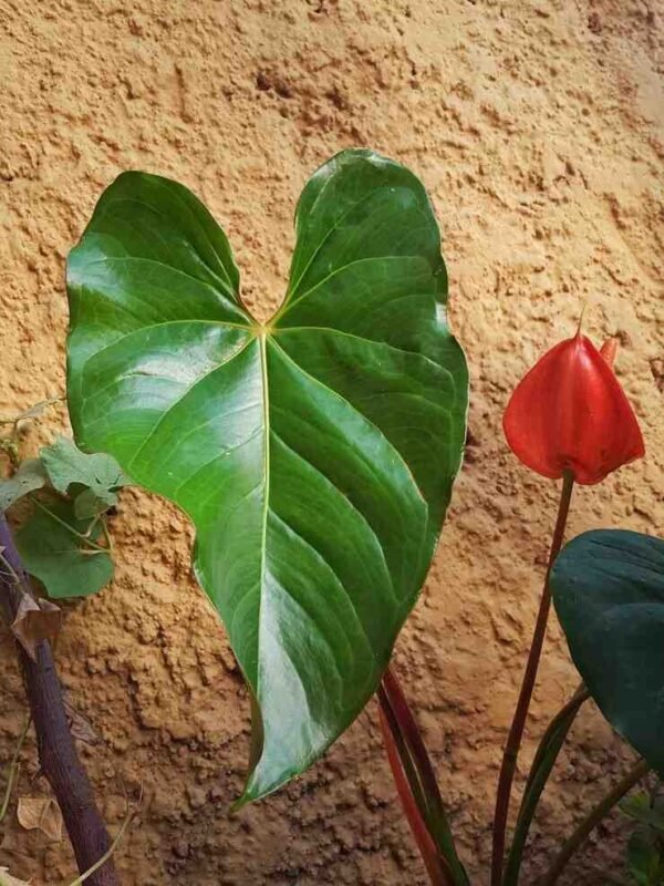 Arrowhead Plant (Syngonium podophyllum) - Image 3