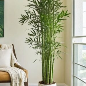 Bamboo Palm