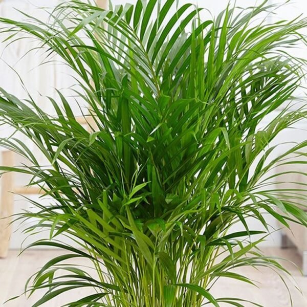 Bamboo Palm - Image 2