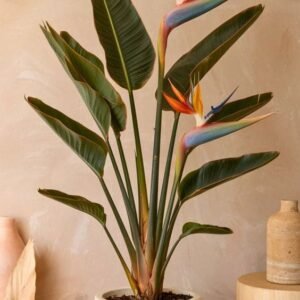 Bird of Paradise (Strelitzia reginae)