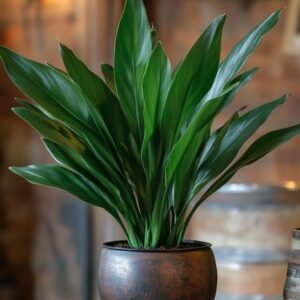 Cast Iron Plant