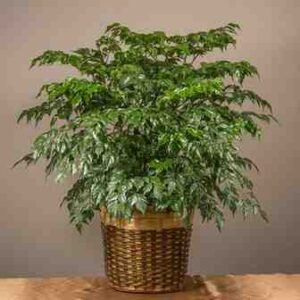 China Doll Plant