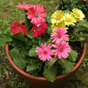Gerbera Daisy