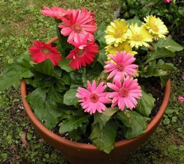Gerbera Daisy