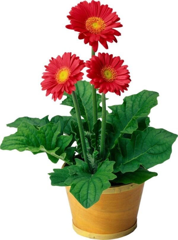 Gerbera Daisy - Image 2