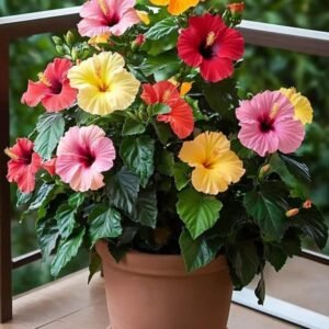Hibiscus