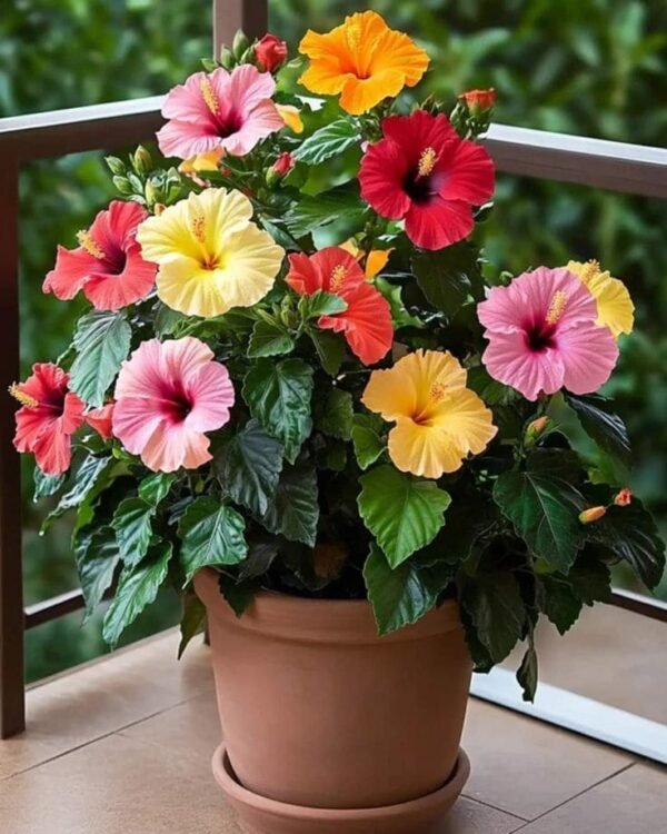 Hibiscus