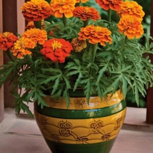 Marigold