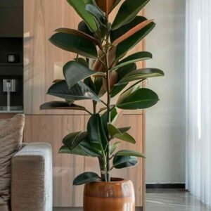 Baby Rubber Plant (Peperomia obtusifolia 'Variegata')