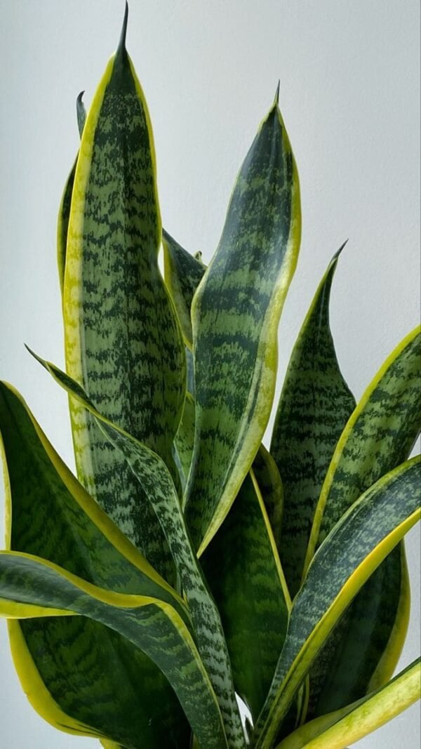 Snake Plant (Sansevieria trifasciata) - Image 3