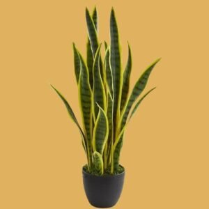 Snake Plant (Sansevieria trifasciata)