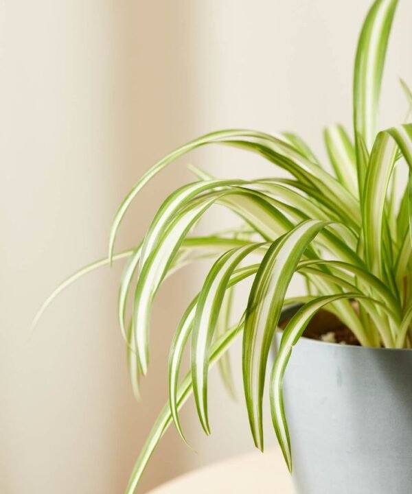 Spider Plant (Chlorophytum comosum 'Variegatum') - Image 2