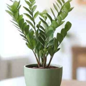 ZZ Plant (Zamioculcas zamiifolia)